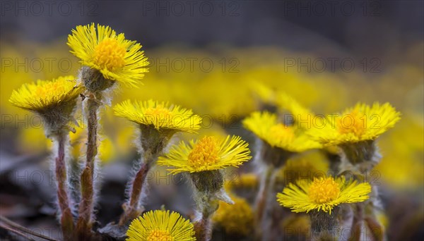 Close-up of yellow flowers with soft background, medicinal plant coltsfoot, Tussilago farfara, KI generated, AI generated