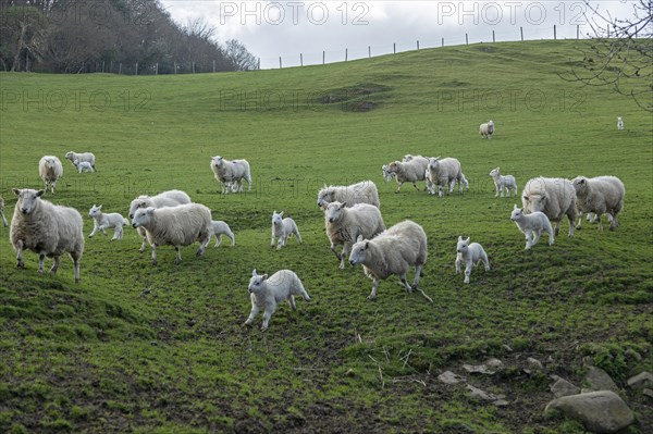 Flock of sheep, Conwy, Wales, Great Britain