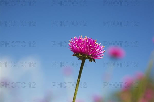 Close-up of pink and yellow Gomphrena globosa 'Truffula Pink' flower against a blue sky in summer, Quebec, Canada, North America