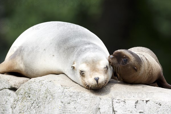 California sea lion (Zalophus californianus), An adult sea lion and a juvenile showing love and bonding while cuddling on a rock