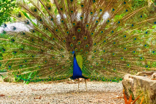 Indian male peacock open because he is in heat looking for females in a botanical garden