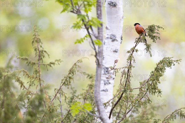 Eurasian bullfinch (Pyrrhula pyrrhula), adult male feeding, Ovre Pasvik National Park, Sor-Varanger, Finnmark, Norway, Europe