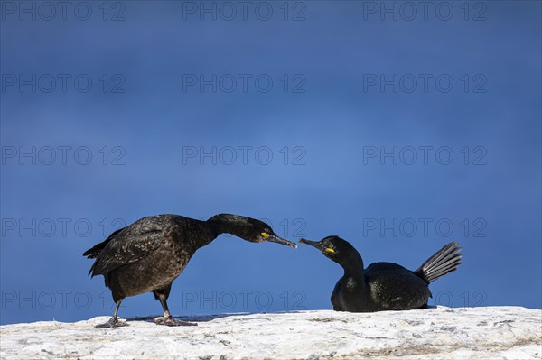 Common shag (Phalacrocorax aristotelis), pair eyeing each other, Hornoya Island, Vardo, Varanger, Finnmark, Norway, Europe