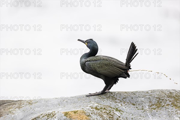 Common shag (Phalacrocorax aristotelis) defecating, Hornoya Island, Vardo, Varanger, Finnmark, Norway, Europe