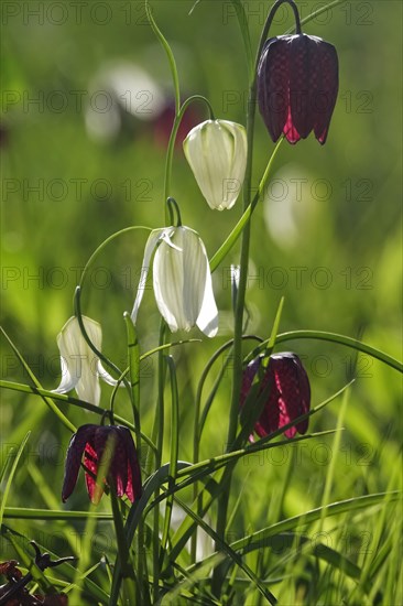 Enchanting chequerboard flowers, April, Germany, Europe