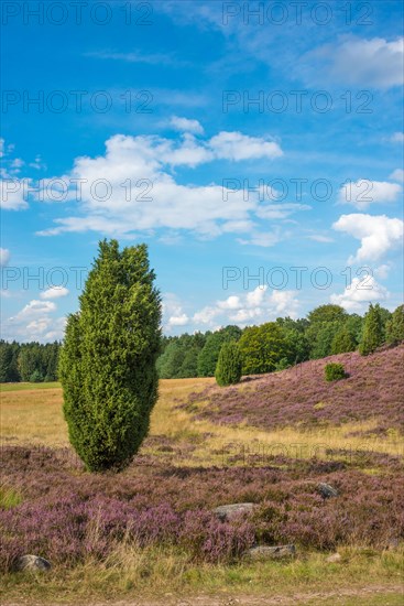 Single juniper stands in a hilly heath landscape under a blue sky with white clouds, purple flowering heather or common heather (Calluna vulgaris), common juniper (Juniperus communis) or heath juniper, Niederhaverbeck, hike to Wilseder Berg, nature reserve, Lueneburg Heath nature park Park, Lower Saxony, Germany, Europe