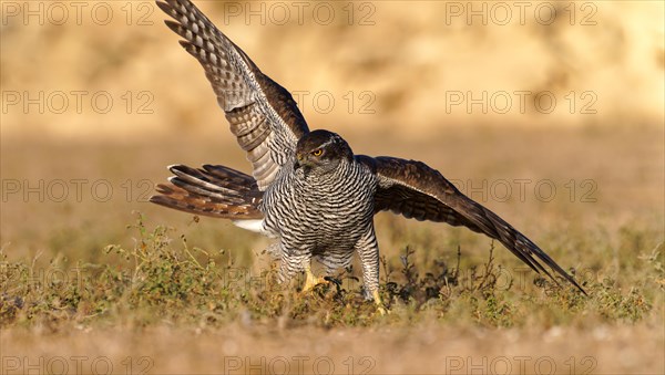 Male northern goshawk (Accipiter gentilis), hunting, Agramunt, Catalonia, Spain, Europe