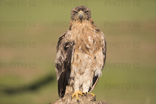 Juvenile Iberian Eagle, Spanish Imperial Eagle (Aquila adalberti), Extremadura, Castilla La Mancha, Spain, Europe