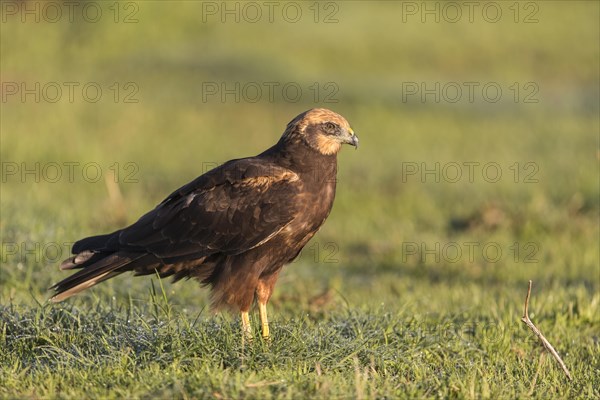 Western marsh-harrier (Circus aeruginosus), Extremadura, Castilla La Mancha, Spain, Europe