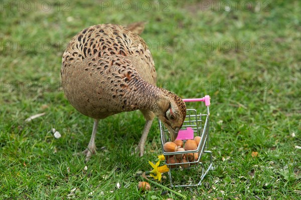 Female pheasant standing next to shopping trolley with nuts in green grass looking down from front right
