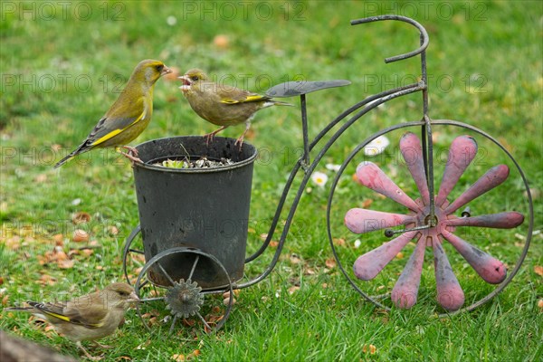 Greenfinch two birds on bicycle with pot sitting in green grass fighting seeing each other