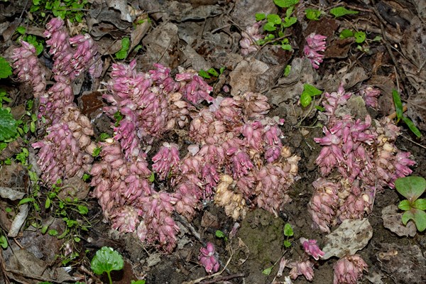 Scalewort several inflorescences with pink flowers next to each other