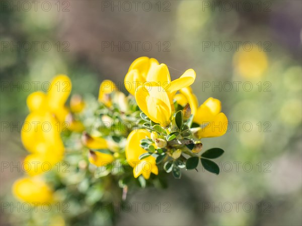 Common gorse (Ulex europaeus), Costa Smeralda, Sardinia, Italy, Europe