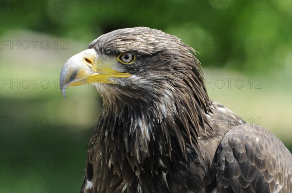 White-tailed eagle (Haliaeetus albicilla) juvenile, detailed image of a white-tailed eagle with yellow beak against a blurred green background, (captive) Fuerstenfeld Monastery, Fuerstenfeldbruck, Bavaria, Germany, Europe