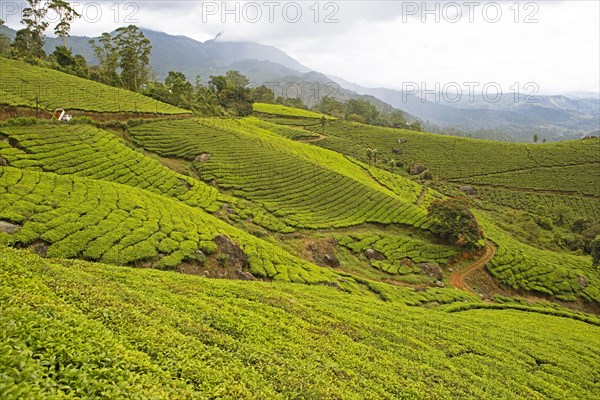 Green hills with tea plantations in Munnar, Kerala, India, Asia