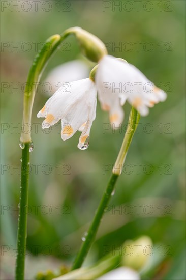 Spring snowflake (Leucojum vernum), close-up of flower from the side with dewdrops, Velbert, Germany, Europe