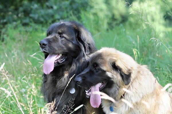 Leonberger dogs, Two big dogs sit together in the grass and look interactive, Leonberger dog, Schwaebisch Gmuend, Baden-Wuerttemberg, Germany, Europe