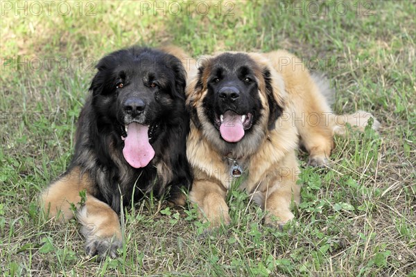 Leonberger dogs, Two Leonberger dogs sitting close to each other on a meadow, Leonberger dog, Schwaebisch Gmuend, Baden-Wuerttemberg, Germany, Europe