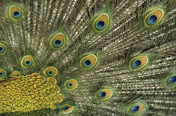 Indian peafowl (Pavo cristatus), feathers