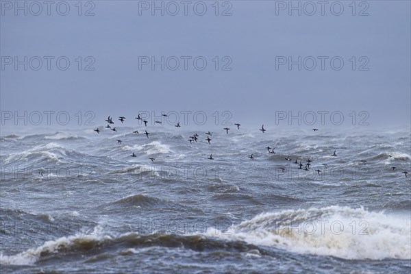 Tufted duck (Aythya fuligula), small flock in flight over choppy sea, Laanemaa, Estonia, Europe