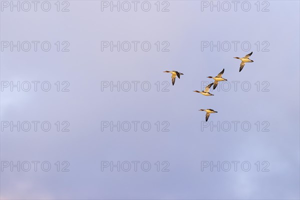 Red-breasted Merganser (Mergus serrator), small flock in flight, Laanemaa, Estonia, Europe