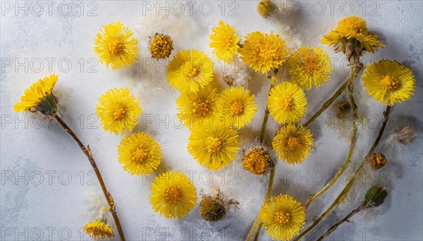 Faded coltsfoot flowers lying scattered, play of light and shadow, medicinal plant coltsfoot, Tussilago farfara, AI generated, AI generated