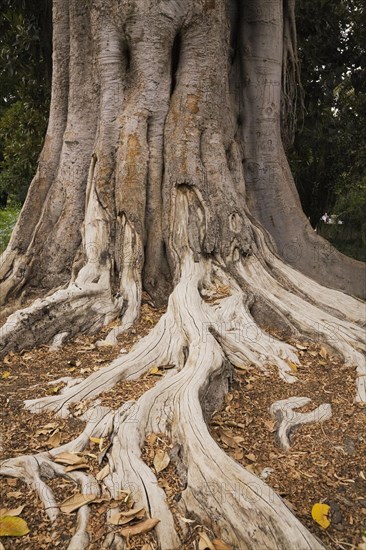 Close-up of long Ficus elastica, Rubber Plant tree roots and trunk in summer, Seville, Spain, Europe