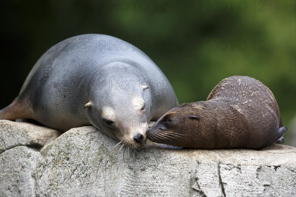 California sea lion (Zalophus californianus), An adult sea lion and a juvenile showing love and bonding while cuddling on a rock