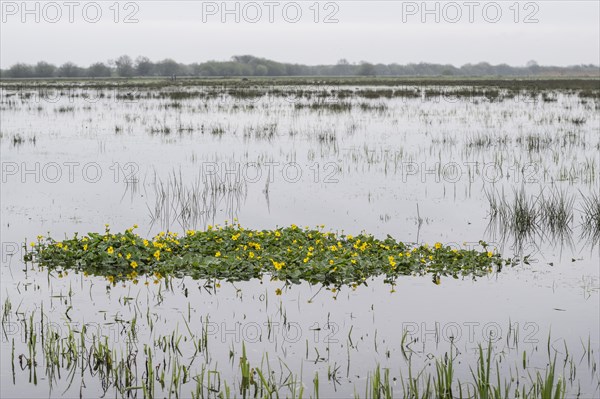 Marsh marigolds (Caltha palustris) in a wet meadow, Lower Saxony, Germany, Europe