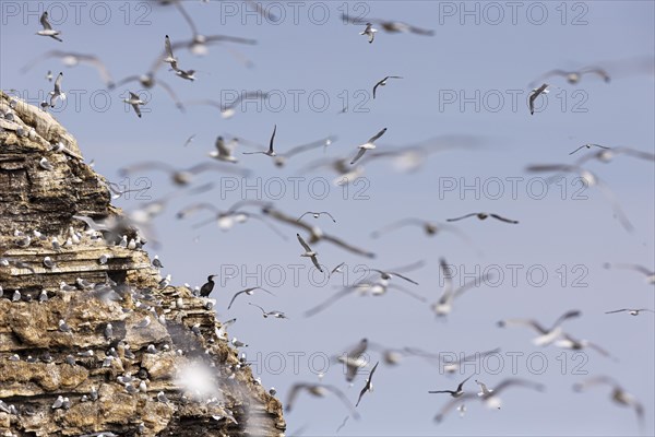 Black-legged kittiwake (Rissa tridactyla), colony in flight and on breeding rocks, with a single great cormorant (Phalacrocorax carbo) in between, Ekkeroy, Varanger, Finnmark, Norway, Europe