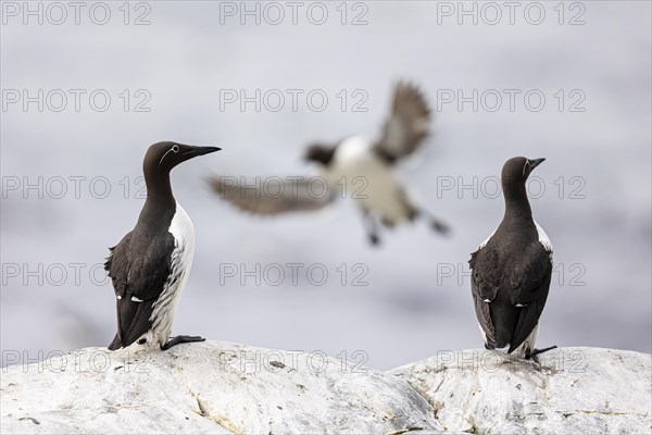 Common guillemot (Uria aalge), adult birds on rock and in flight, Hornoya Island, Vardo, Varanger, Finnmark, Norway, Europe