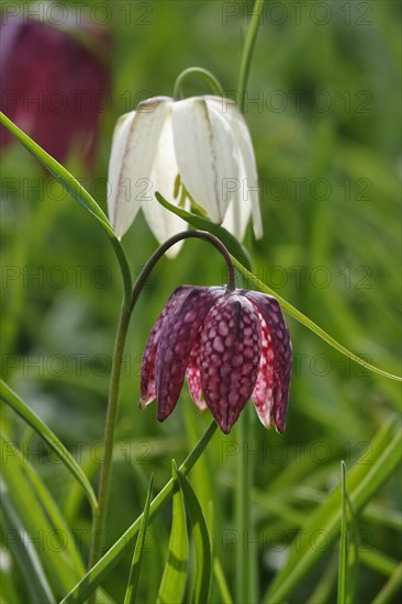 Charming chequerboard flower, spring, Germany, Europe