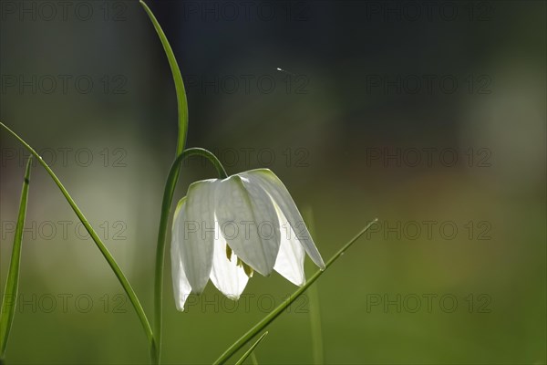 Enchanting chequerboard flower, April, Germany, Europe