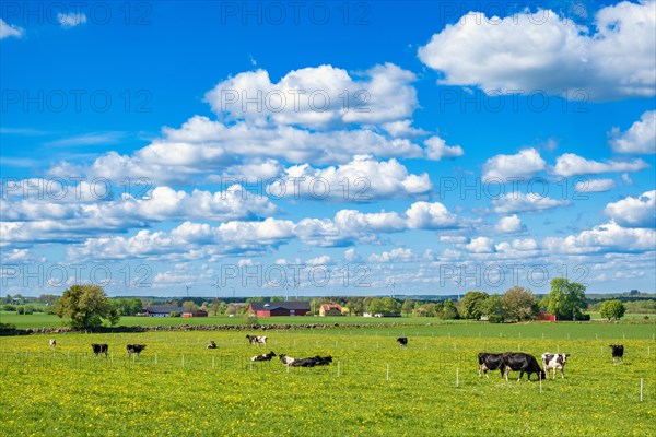 Dairy cows grazing on a grass meadow in a beautiful rural summer landscape