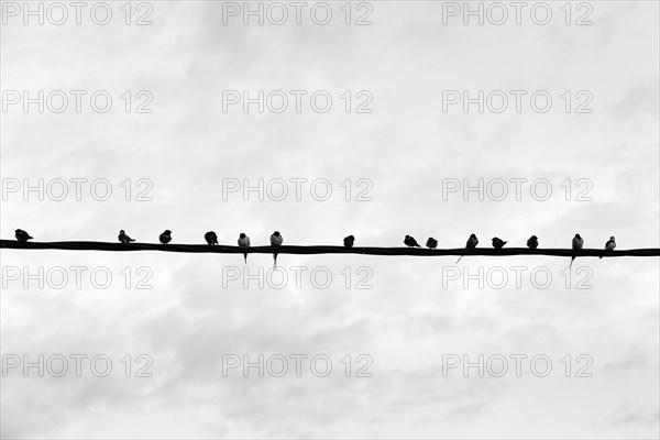 Swallows gather on power line, flock of birds, migratory birds, monochrome, Lake Kerkini, Lake Kerkini, Central Macedonia, Greece, Europe
