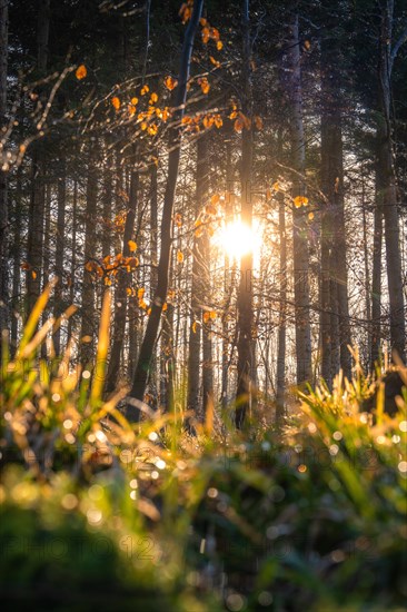 Sunbeams filter through autumnal trees and illuminate a natural forest stage, Gechingen, Black Forest, Germany, Europe