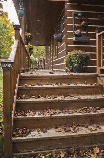 Old brown stained wooden stairs and long veranda with pine wood rocking chair and fallen tree leaves on facade of rustic white chinked log cabin home in autumn, Quebec, Canada, North America