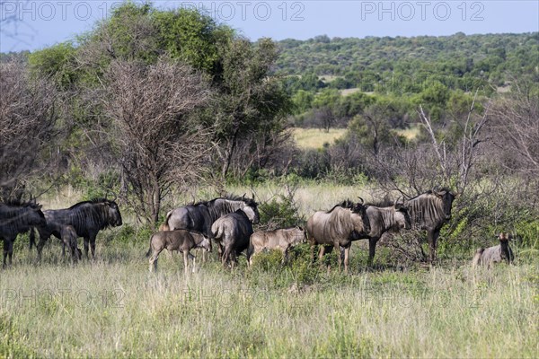 Blue wildebeest (Connochaetes taurinus), Mziki Private Game Reserve, North West Province, South Africa, Africa