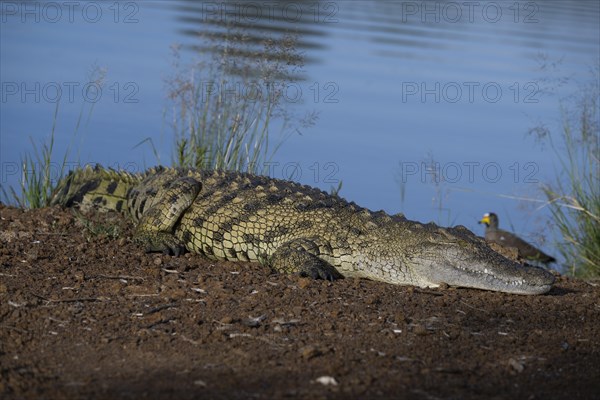 Nile crocodile (Crocodylus niloticus) Mziki Private Game Reserve, North West Province, South Africa, Africa