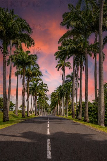 The famous palm avenue l'Allee Dumanoir. Landscape shot from the centre of the street into the avenue. Taken during a fantastic sunset. Grand Terre, Guadeloupe, Caribbean, North America