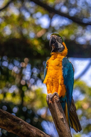 Portrait of a parrot. Beautiful shot of the animals in the forest on Guadeloupe, Caribbean, French Antilles