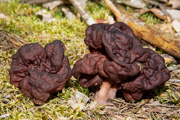 Spring lobelia two chestnut brown brain-like fruiting bodies next to each other in green moss