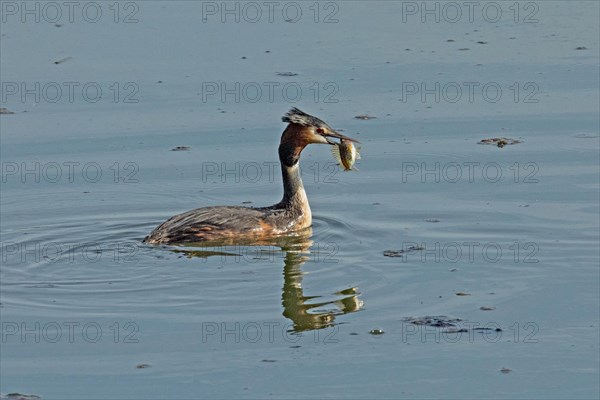 Great crested grebe adult bird with fish in beak swimming in water with mirror image on the right looking down