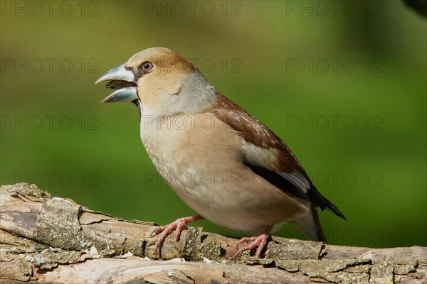 Hawfinch female with food in beak sitting on tree trunk looking left