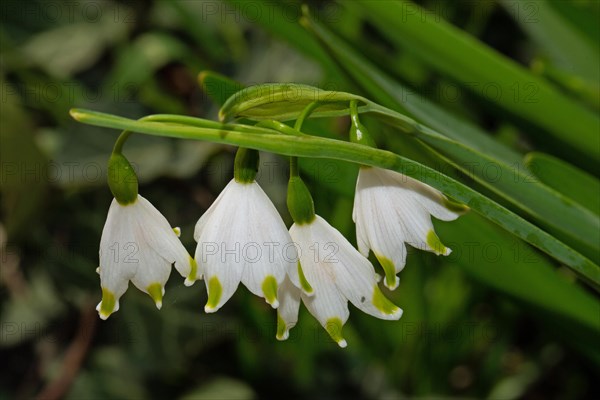 Summer knot flower green panicle with four open white flowers