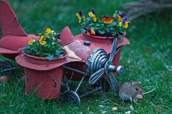 Wood mouse with nut in mouth next to aeroplane with flower pots standing in green grass looking right