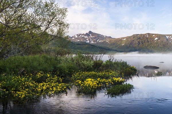 Landscape in the Lofoten Islands. Lake Lilandsvatnet with mountains in the background. Yellow blooming marsh marigolds (Caltha palustris) in the foreground. A light morning mist forms over the water. At night at the time of the midnight sun in good weather, blue sky. Golden hour. Reflection. Early summer. Vestvagoya, Lofoten, Norway, Europe