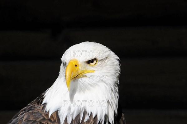 Bald eagle, Haliaeetus leucocephalus, frontal view of a bald eagle on a black background, effective view, captive, Fuerstenfeld Monastery, Fuerstenfeldbruck, Bavaria, Germany, Europe