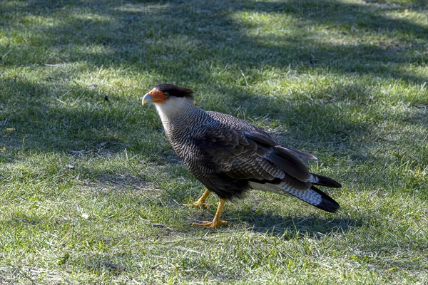 Southern crested caracara (Caracara plancus), birdlife, Lago Pehoe, Torres del Paine National Park, Parque Nacional Torres del Paine, Cordillera del Paine, Towers of the Blue Sky, Region de Magallanes y de la Antartica Chilena, Ultima Esperanza Province, UNESCO Biosphere Reserve, Patagonia, End of the World, Chile, South America