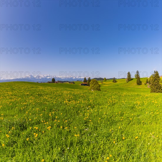 Common dandelion (Taraxacum sect. Ruderalia) in spring, meadow near Rieden am Forggensee, Ostallgaeu, Allgaeu, Bavaria, Germany, Europe